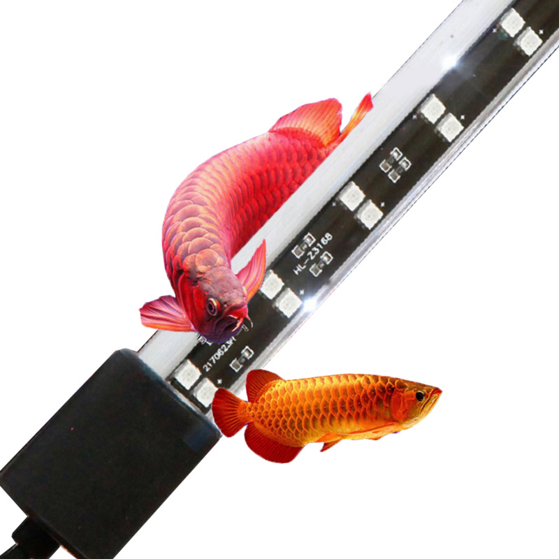 Lampu Akuarium Arowana Merah 7 - Aquarium Fish Keeping ulasan dan harga