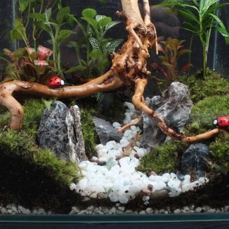 Pohon alami kayu apung akuariu - Aquarium Fish Enrichment ulasan dan harga