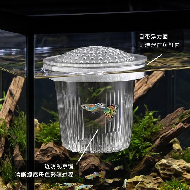 Cangkir Pembiakan Ikan Kecil G - Aquarium Fish Delivery ulasan dan harga