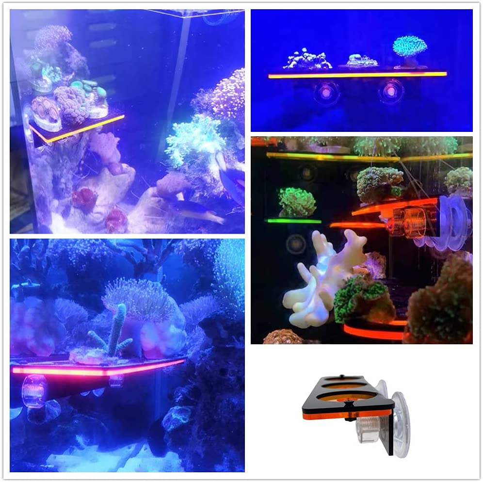 Braket penumbuh karang neon, r - Aquarium Fish Enrichment ulasan dan harga
